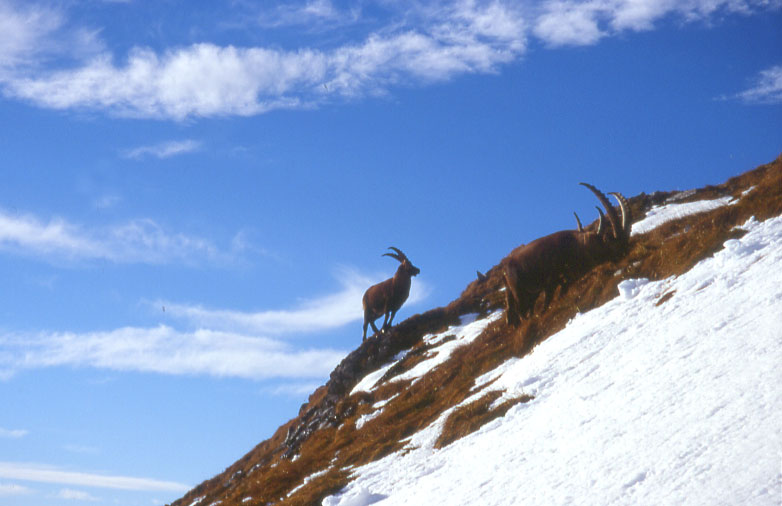 Steinboecke im Allgaeu