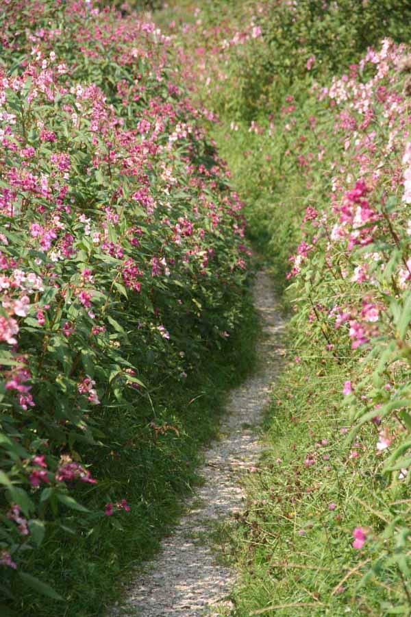 IMG_1090_blumenmeer_am_saegewerk