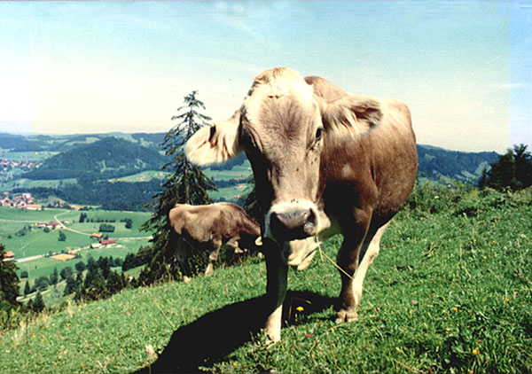 Oberstaufen_Kuh