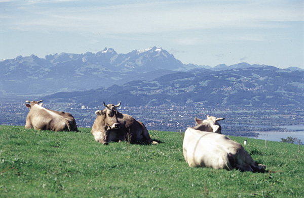 Pfaender_Saentis