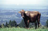 Pfaender_Wangen