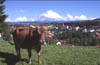 Kuh mit Hörnern aus Heimenkirch - Allgäu - Westallgäu