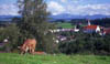 Kuh mit Hörnern aus Heimenkirch - Allgäu - Westallgäu