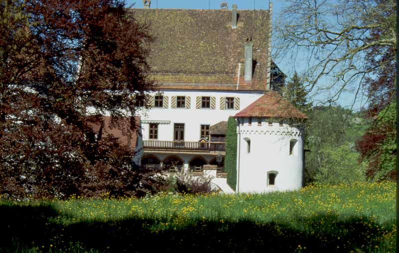 Schloss Syrgenstein - April 2000 - blühende Löwenzahn Wiese bei Heimenkirch