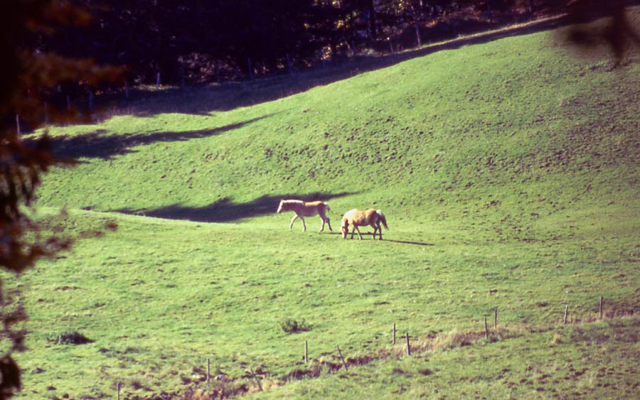 Pferde im Allgäu / am Rottachtal Stausee