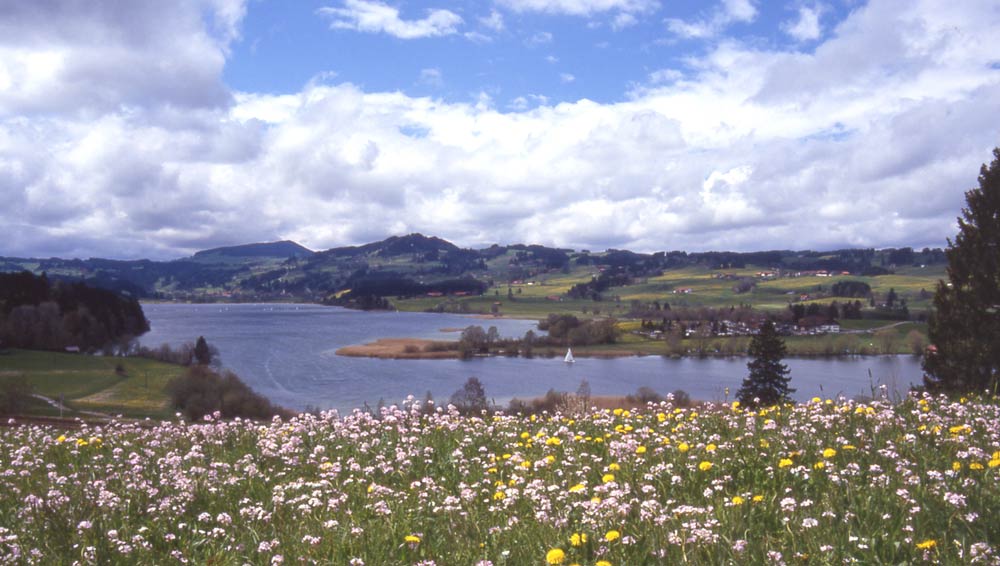 Rottachsee (Allgäu) / im Löwenzahnfrühling