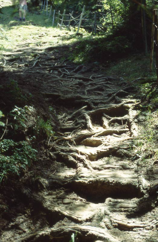 Rubihorn / Wurzelwerk Weg zum Rubihorn