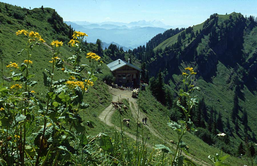 Sommer im Allgäu / Staufner Haus am Hochgrat