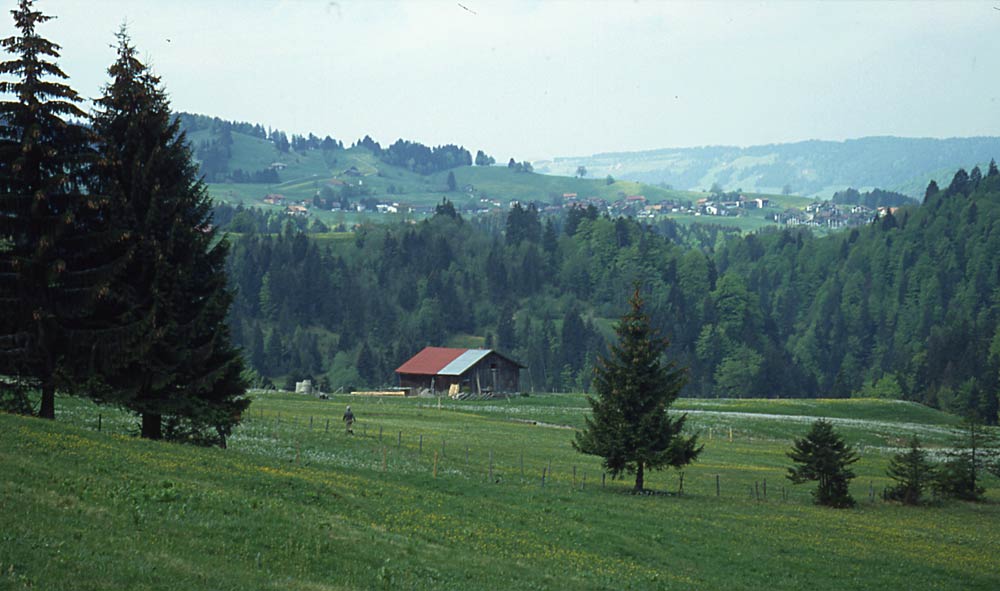 Sommer im Allgäu / Steibis im Hintergrund