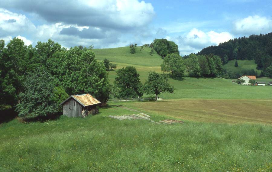 Sommer im Allgäu / am Eistobel (Hohenegg)