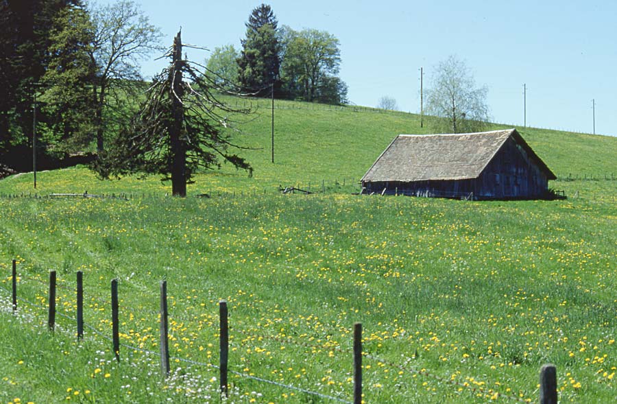 Sommer im Allgäu / bei Oberreute