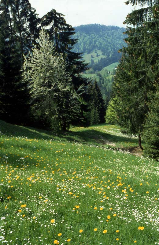 Sommer im Allgäu / frühe Bergsommerwiese am Grüntensee