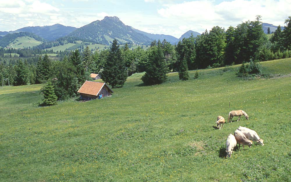 Sommer im Allgäu / ein "faules" Foto - aus der Iselerbahn (Oberjoch) geschossen