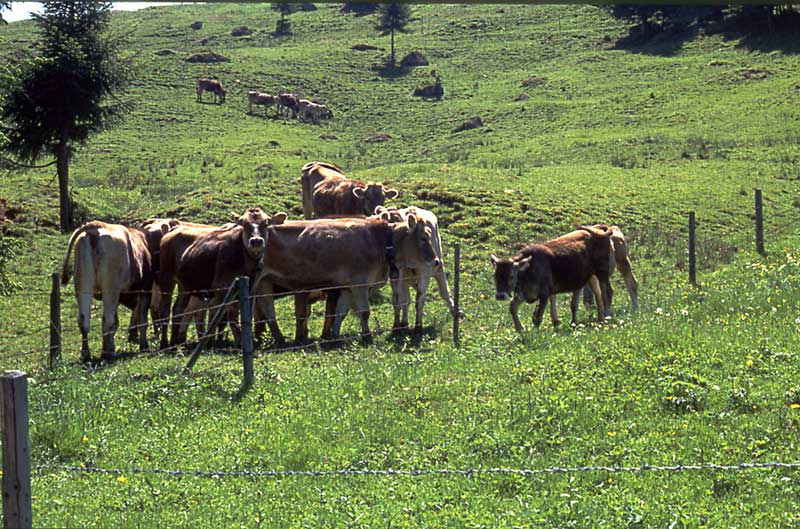 Sommer im Allgäu / Schumpen am Riedberg Pass