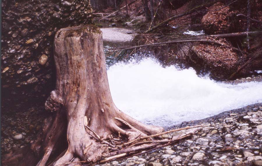 Wasser im Allgäu / Im Eistobel