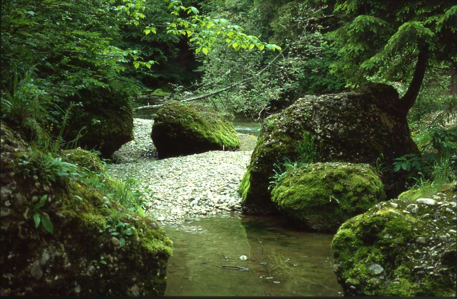 Wasser im Allgäu / In der Hausbachklamm (Weiler-Simmerberg)