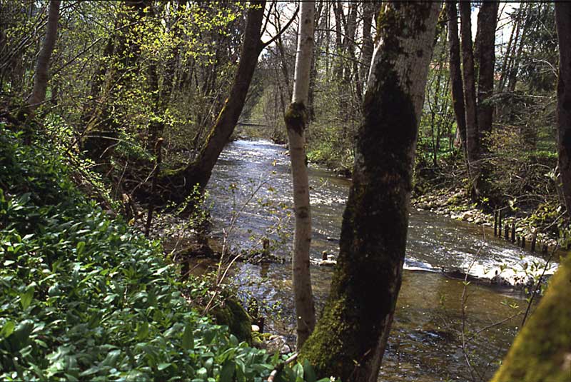 Fruehling_am Ende_der_Klamm