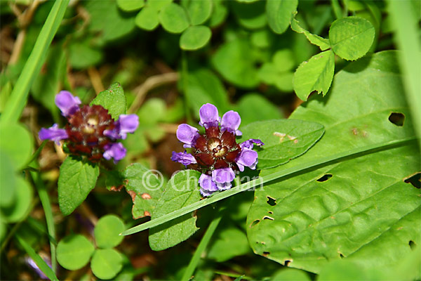 Blume-Blatt-Loecher