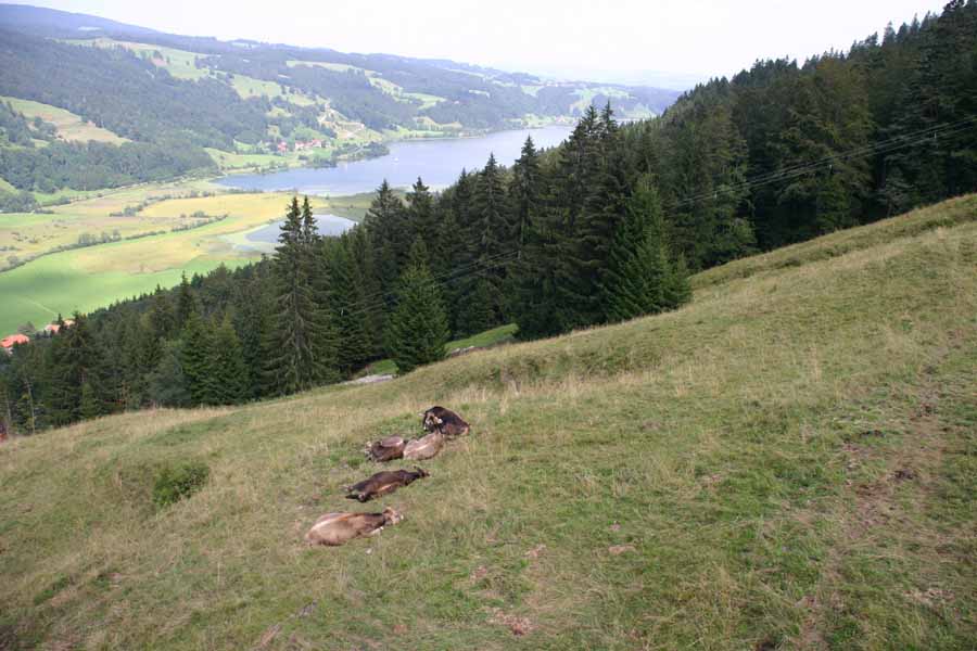 Blick auf den grossen Alpsee