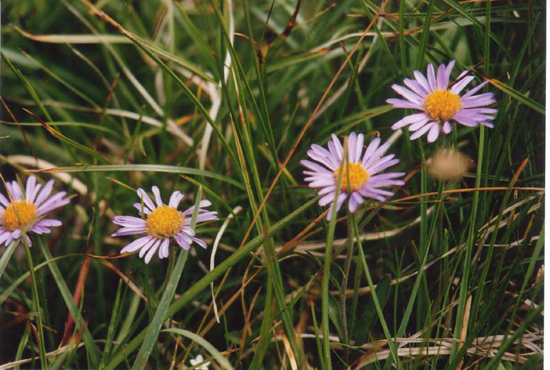 alpen_aster_hoehe_1500mtr_bluetezeit_juni_bis_august