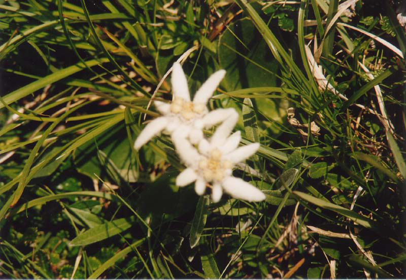 edelweiss_hoehe_2100mtr_bluetezeit_juli_bis_september