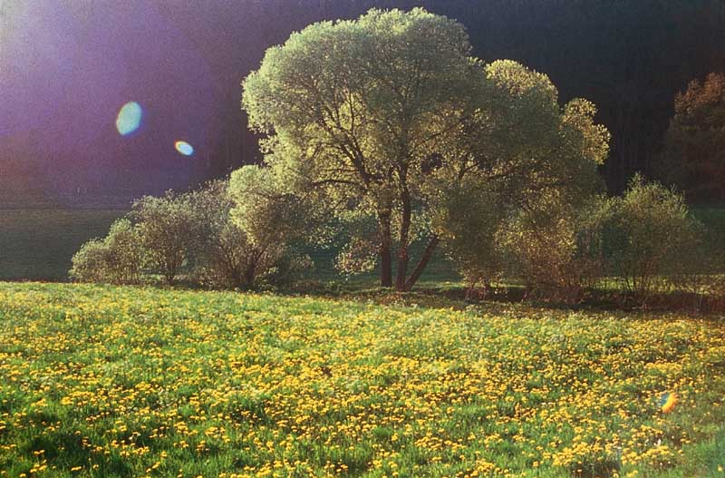 Frühling im Allgäu