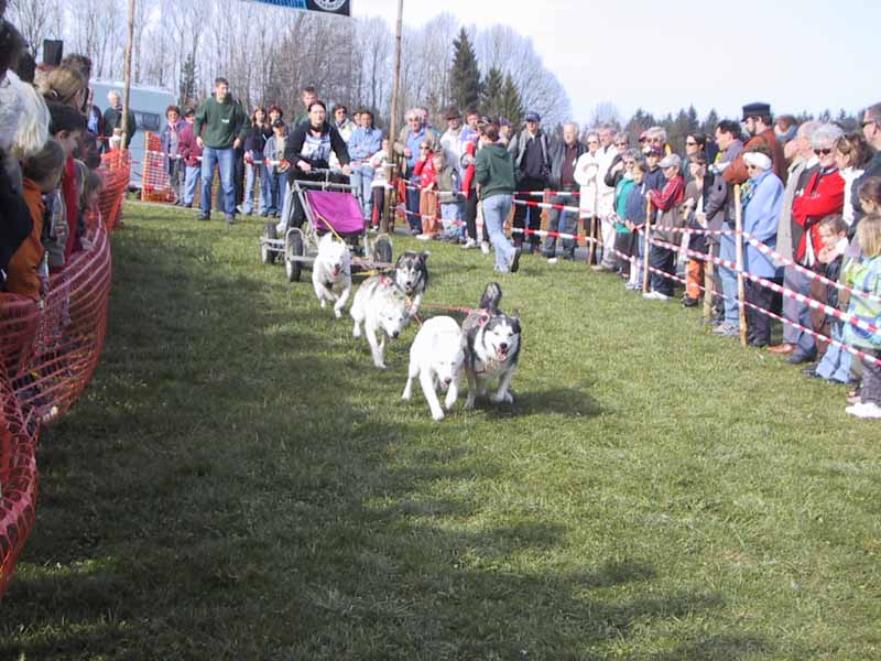 Argenbuehl Husky Rennen