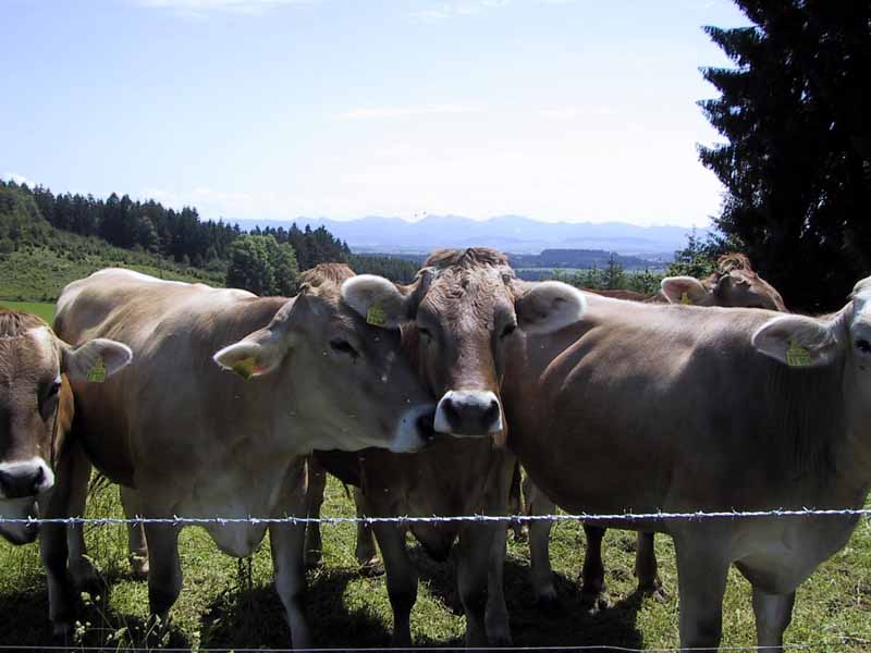 Argenbuehl Kuehe auf dem Sechshoef