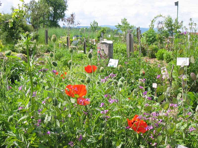 Kraeutergarten Mai 2004 026