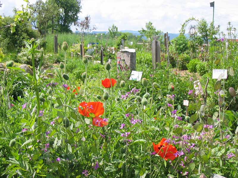 Kraeutergarten Mai 2004 026