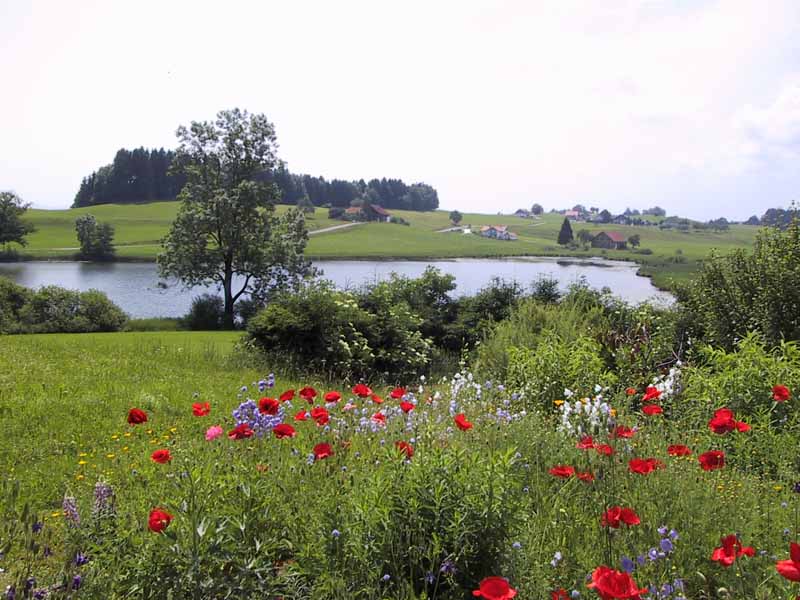 Siggen Blumenwiese vor dem Weiher