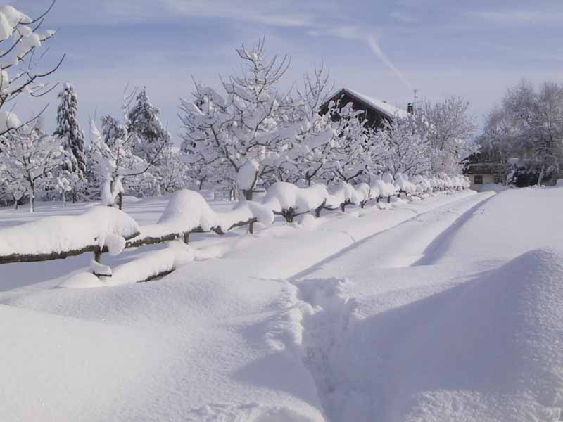 Winter Obstplantage Kleiner im Schnee