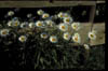 Img0003