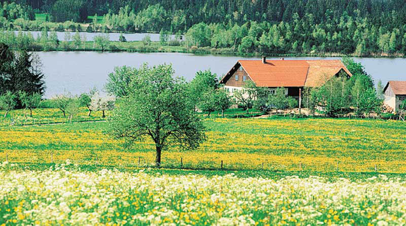 Loewenzahnfruehling_Haus