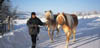 Winter_Haflinger