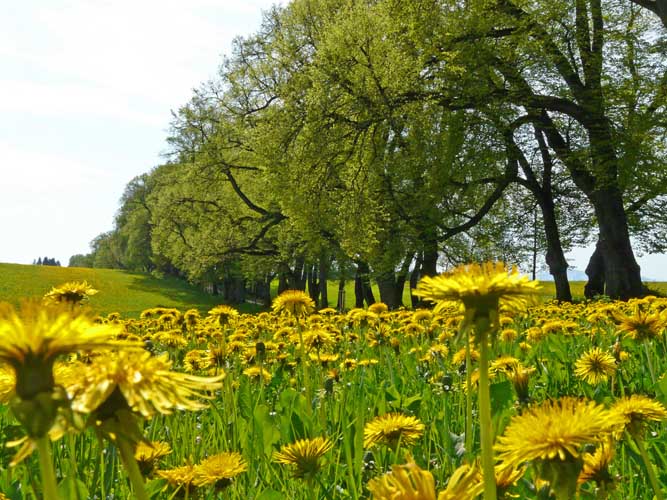 Lindenallee - Fruehling Loewenzahn