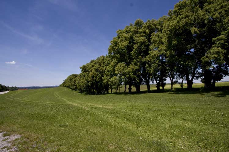 Lindenallee - Sommer