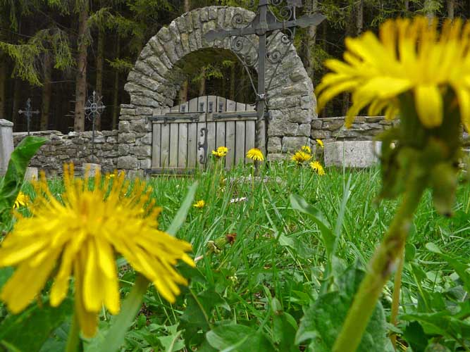 Pestfriedhof - Fruehling Loewenzahn