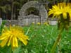 Pestfriedhof - Fruehling Loewenzahn