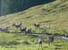 Almabtrieb_Viehscheid_Rettenberg im Allgaeu