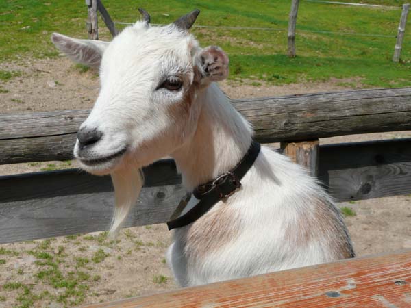 Urlaub auf dem Bauernhof_Rettenberg im Allgaeu