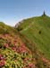 Alpensrosenbluete_Rettenberg im Allgaeu