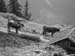 Braunvieh_Alpe_Rettenberg im Allgaeu