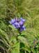 Enzianbluete Gruenten_Rettenberg im Allgaeu