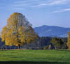 Scheidegger_Hoehenweg_Herbstbaum