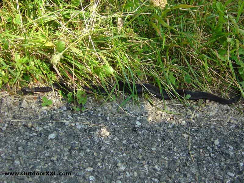 Eine Kreuzotter (Teufelsotter – weil schwarz) beim abendlichen 				Sonnenbad am Grünten